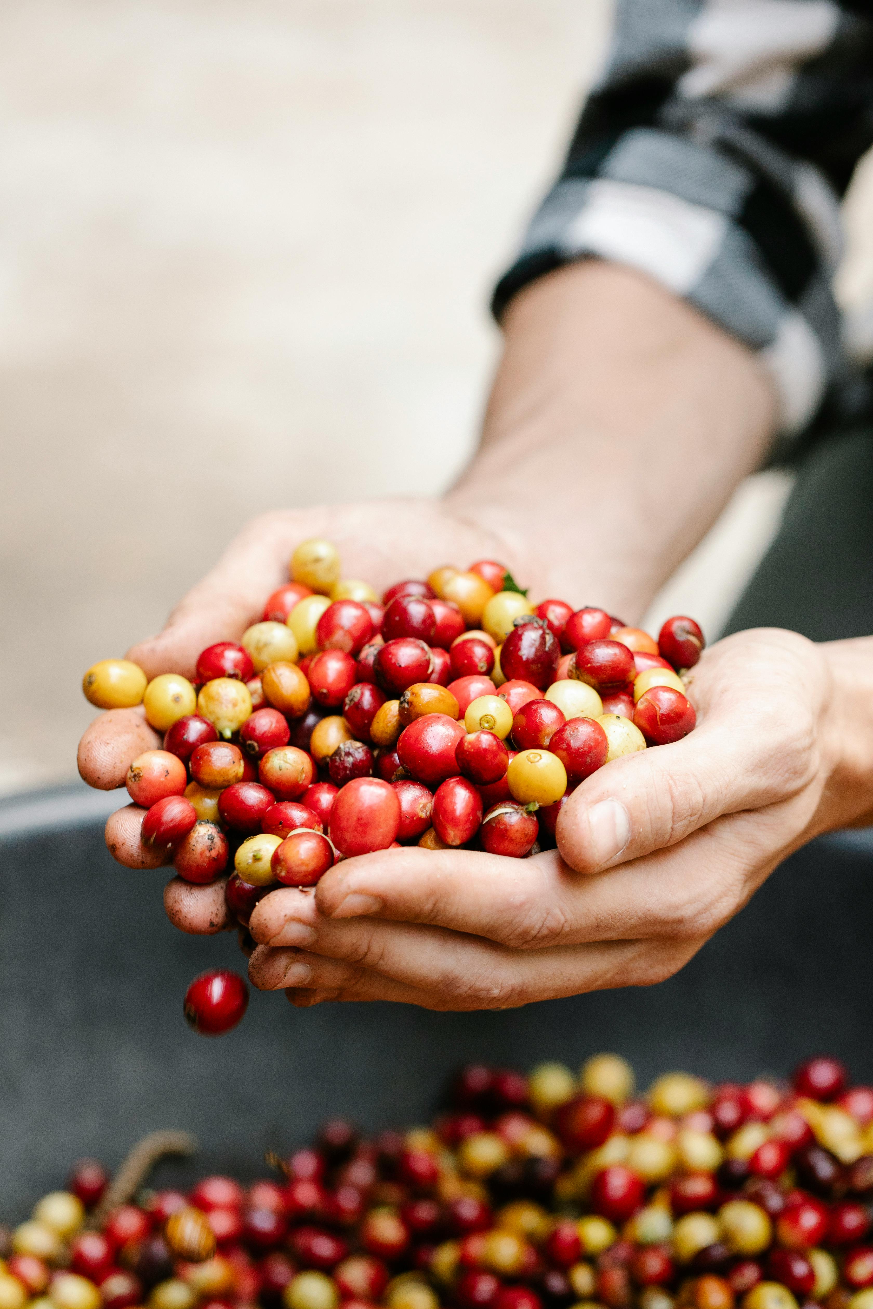 Coffee Farm - Fresh coffee beans being harvested